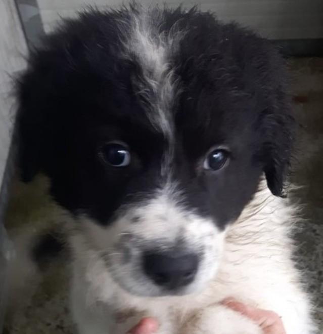 Trovati due cuccioli sulla variante da un giovane