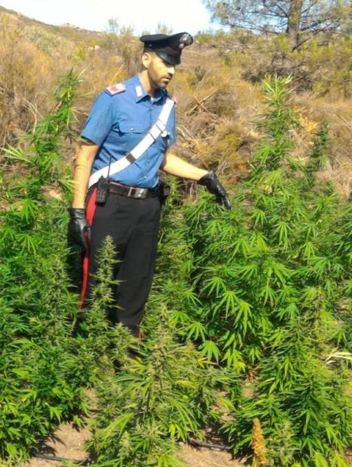 Piantagione di cannabis in periferia 