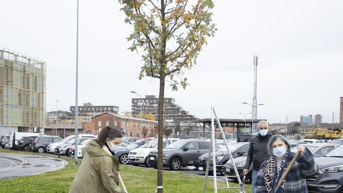 A Modena un albero e mezzo per abitante Altre 200 piante tra Marzaglia e in aree cani