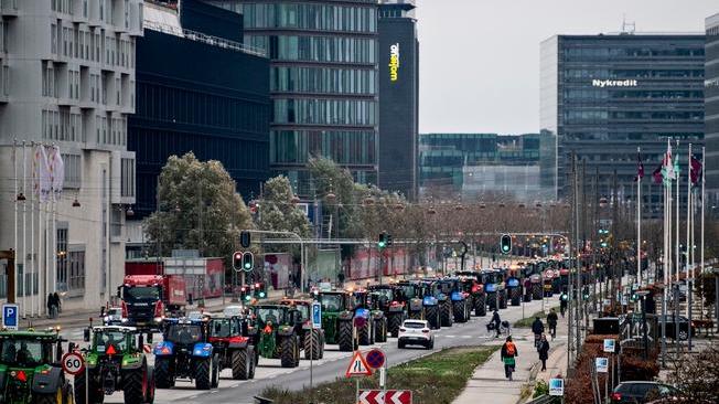 Covid, in Danimarca gli allevatori di visoni protestano con i trattori 