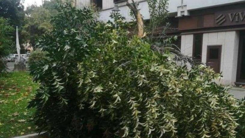 Tanti alberi caduti in mezzo alle strade e frazioni montane un giorno senza luce