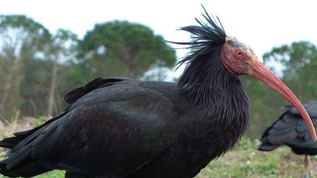 Ibis eremita ucciso, in crescita i casi di bracconaggio