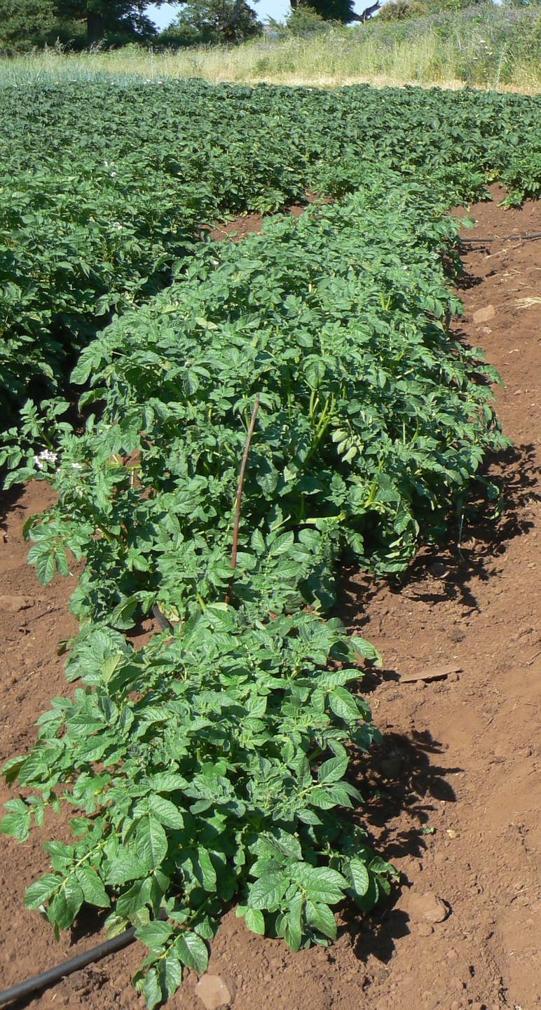 Verso un marchio per le patate di Gavoi famose in tutta l’isola 