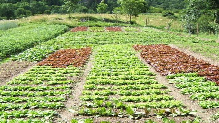 Toscana zona rossa /5: Si può andare a curare l'orto, anche oltre i confini del comune