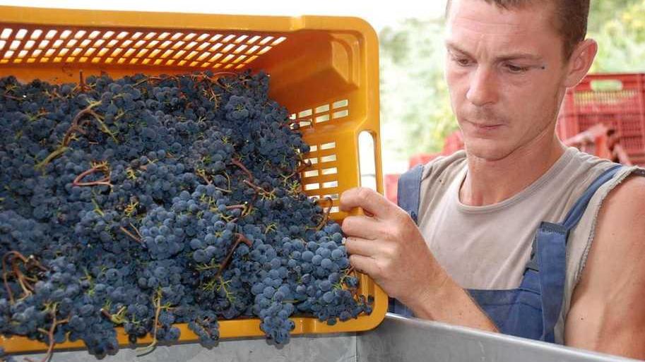 Prende corpo la cantina sul pendio verso il mare