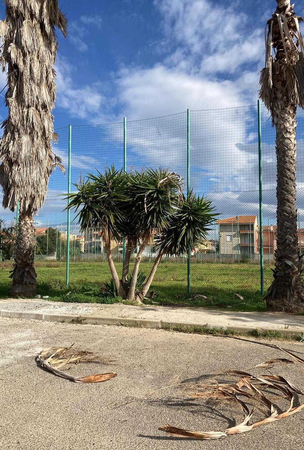 Palme pericolanti, allarme a Cuccuru ’e portu