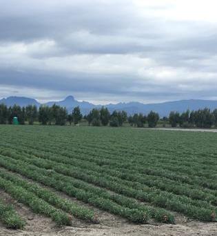 Portare le fragole bio sulle tavole a Natale è la prossima sfida dell’azienda