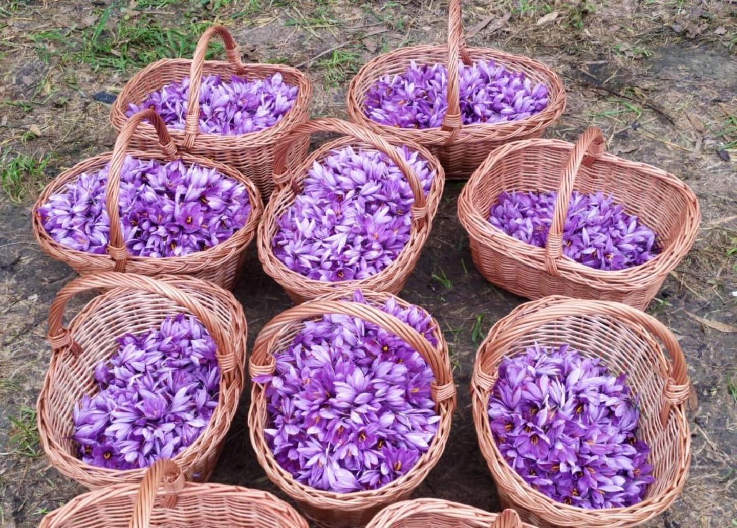 Marrubiu, il colore dello zafferano invade i campi 