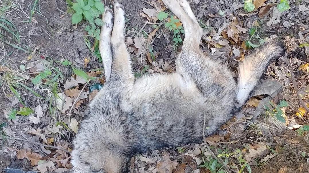 Il giovane lupo trovato morto