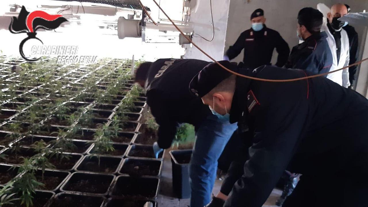 In un casolare abbandonato la fabbrica della marijuana: blitz all'alba dei carabinieri
