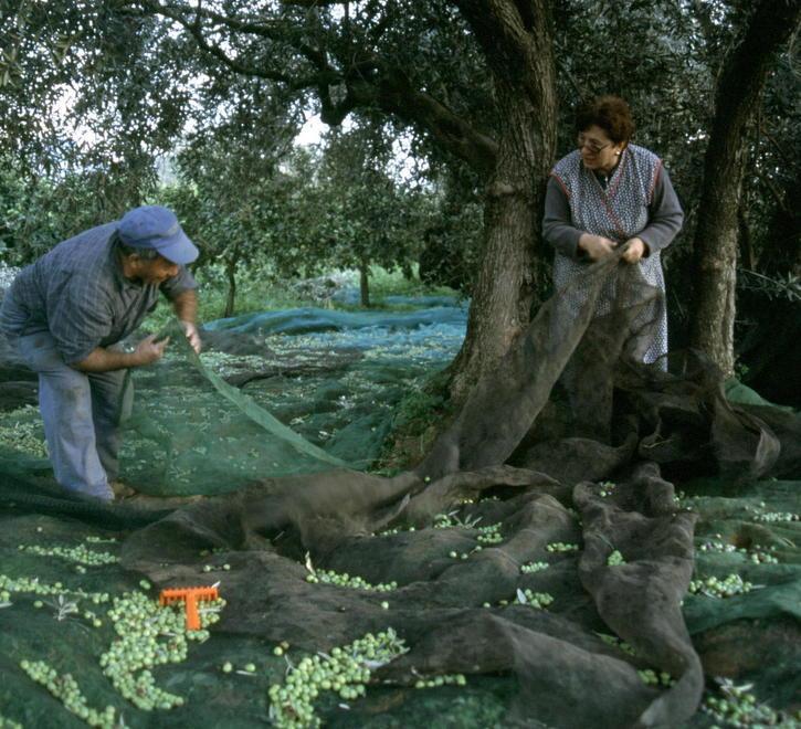 La Caritas: dateci gli oliveti incolti per aiutare i poveri 