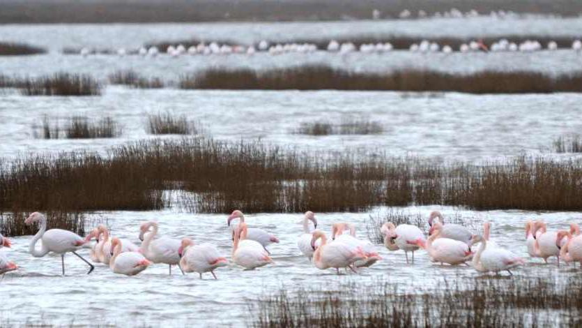La Diaccia Botrona sarà un habitat ancora più ospitale