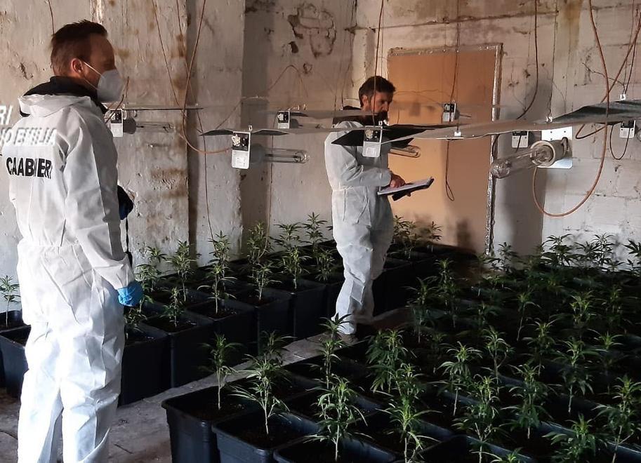 Piantagione di marijuana in un casolare in disuso 