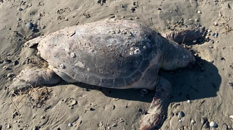 Tartaruga morta a Pomposa