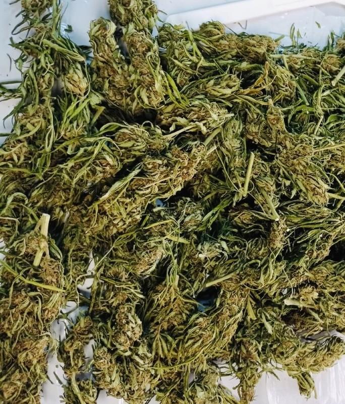 Aveva 300 grammi di marijuana, condannato a tre anni