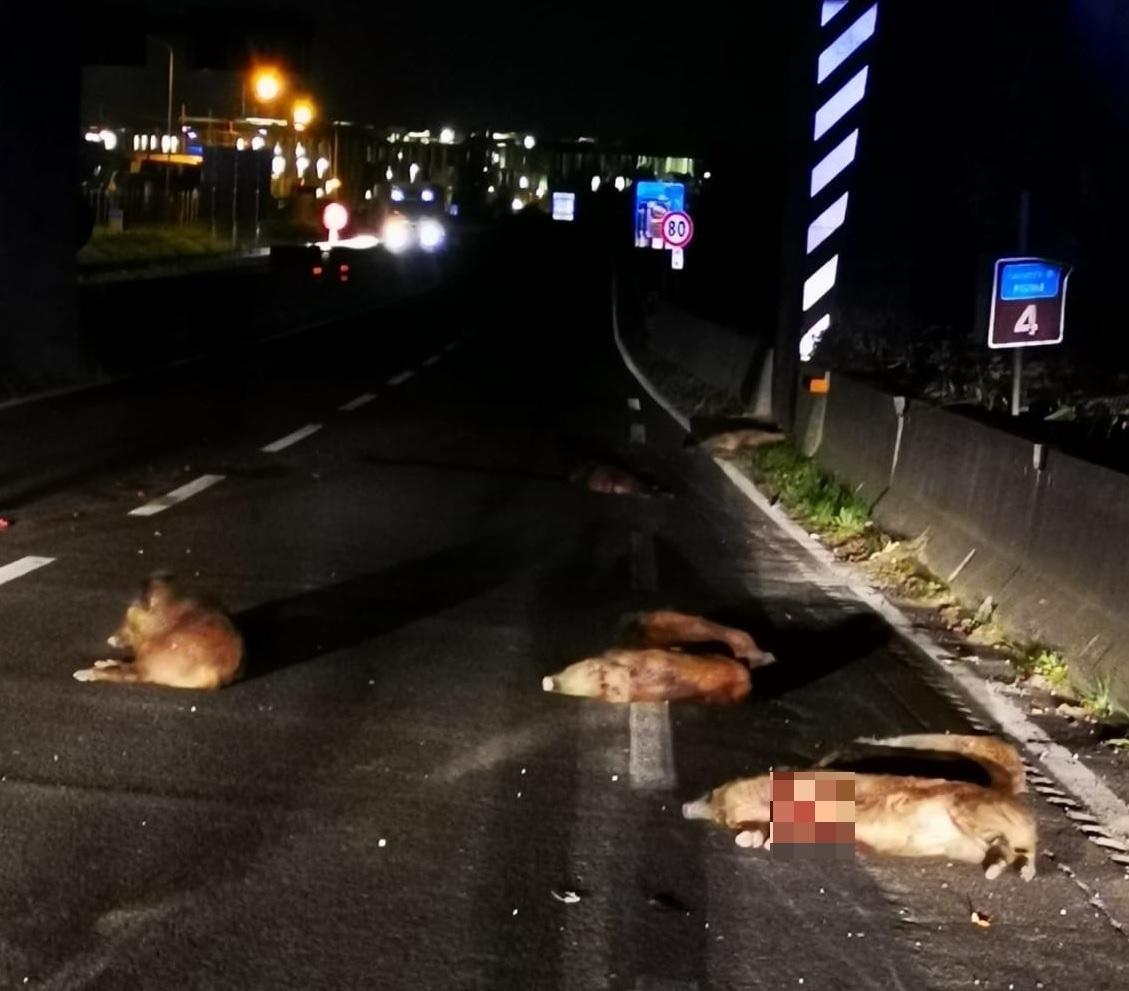 Otto cinghiali travolti e uccisi sulla Tangenziale di Pistoia 