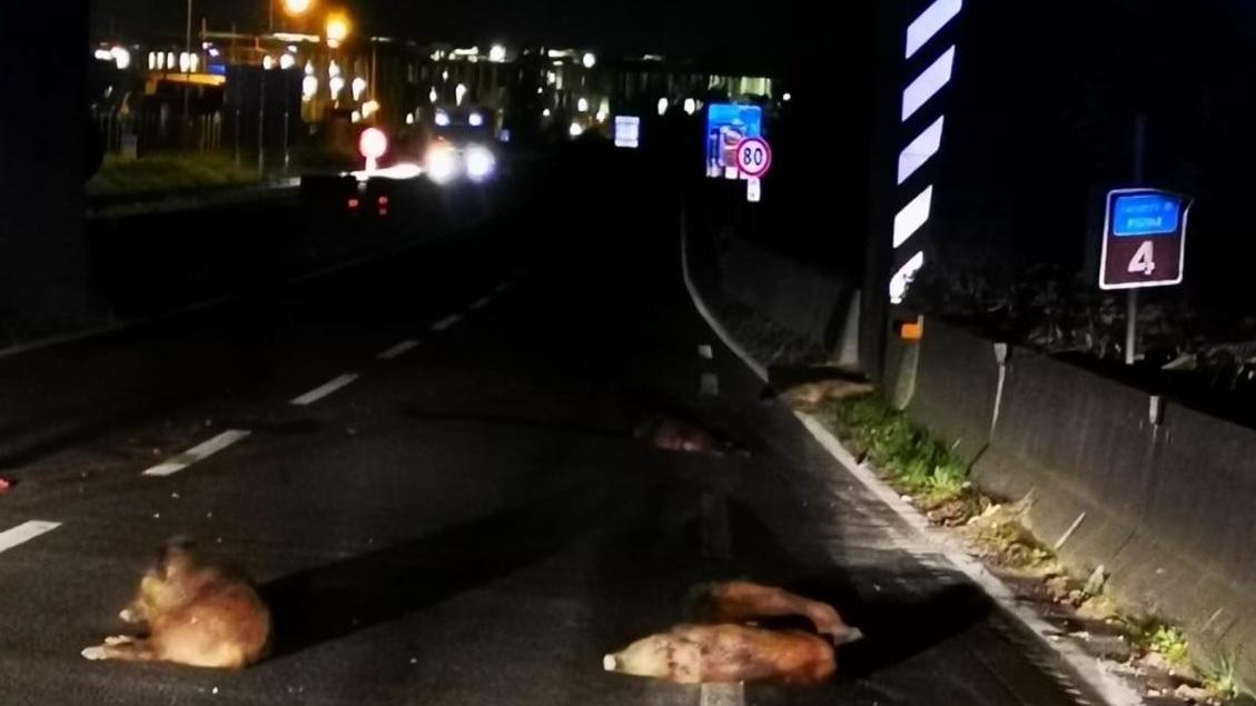 Otto cinghiali travolti e uccisi sulla Tangenziale di Pistoia