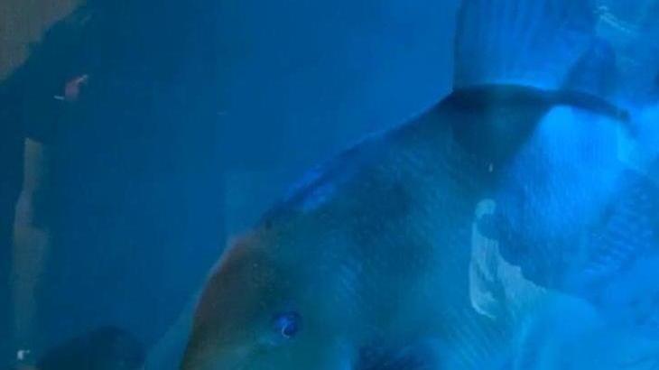 L’Acquario di Piombino chiude, gli “ospiti” trasferiti a Livorno