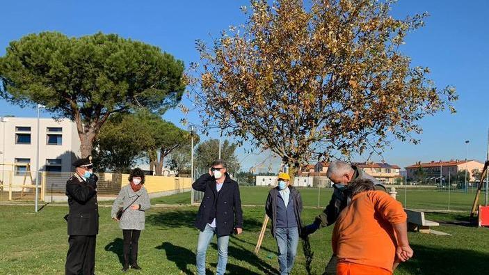 Sei nuovi alberi piantati alle scuole della California