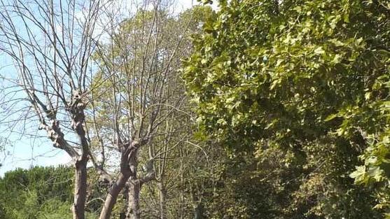 Al Comune la litoranea e il viale D’Annunzio