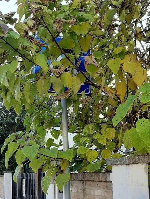 Segnale stradale “sparito” tra le fronde