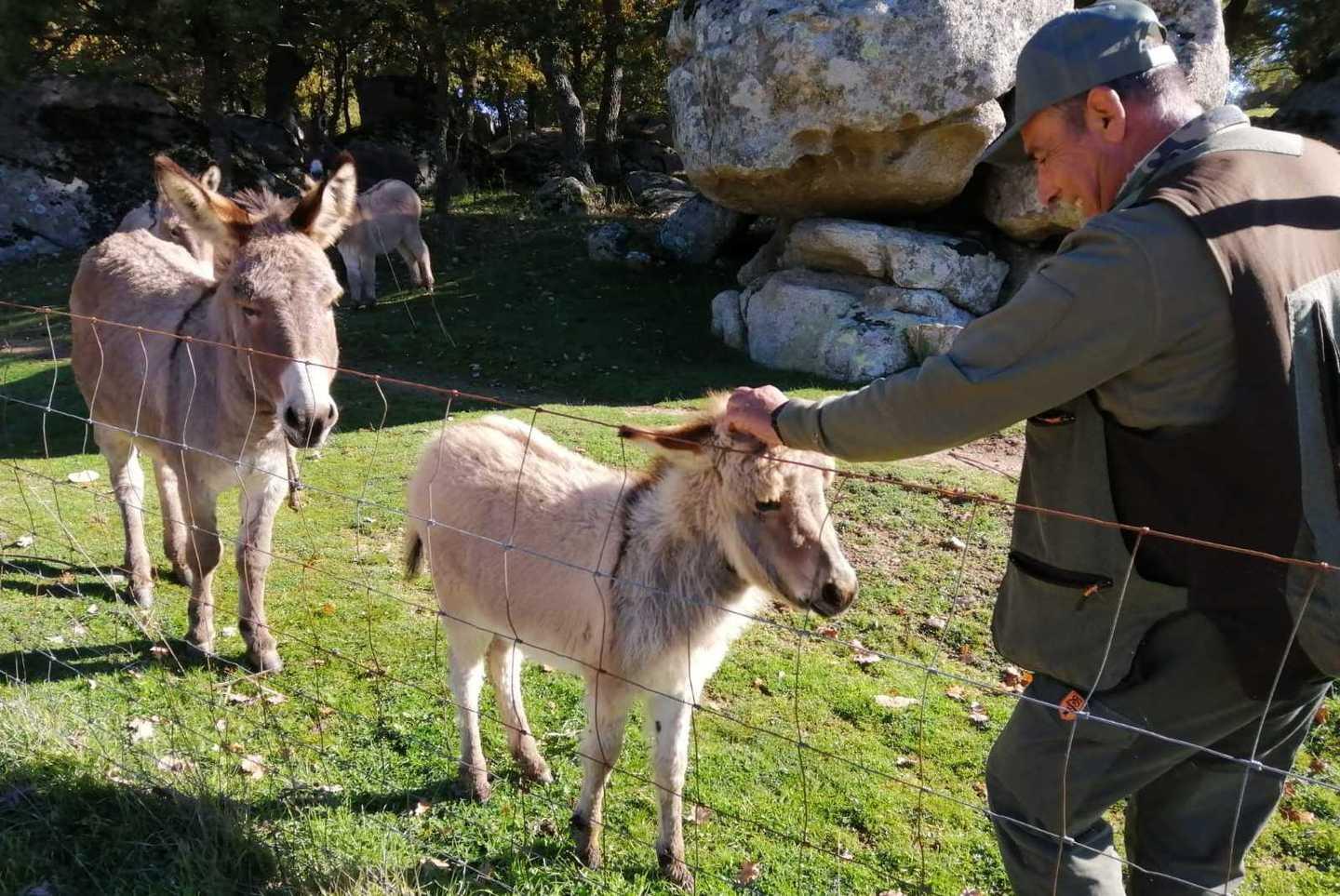 Due asinelle per l’ex rugbista Lo Cicero 