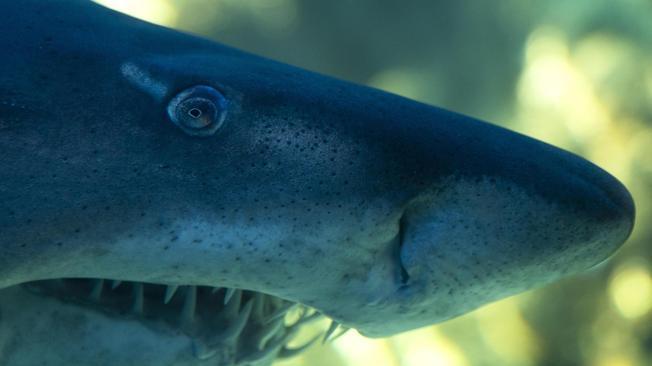 Colombia vieta la pesca degli squali nelle sue acque