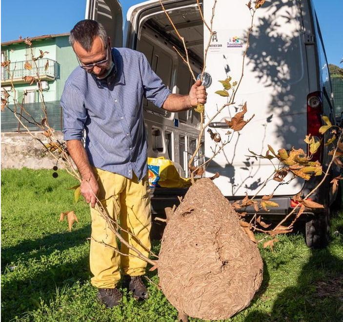 L’allarme di Coldiretti: fermate la vespa velutina prima che sia troppo tardi