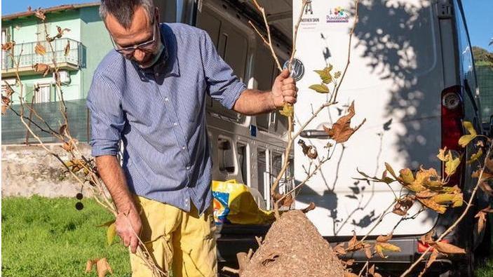 L’allarme di Coldiretti: fermate la vespa velutina prima che sia troppo tardi