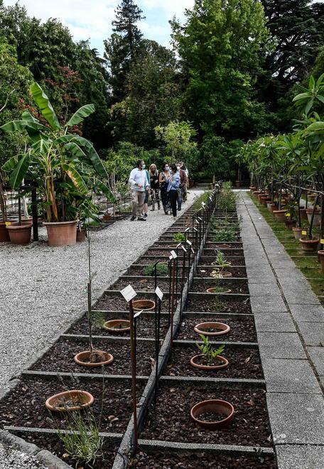Ingressi gratuiti al Giardino botanico e al Museo della figurina