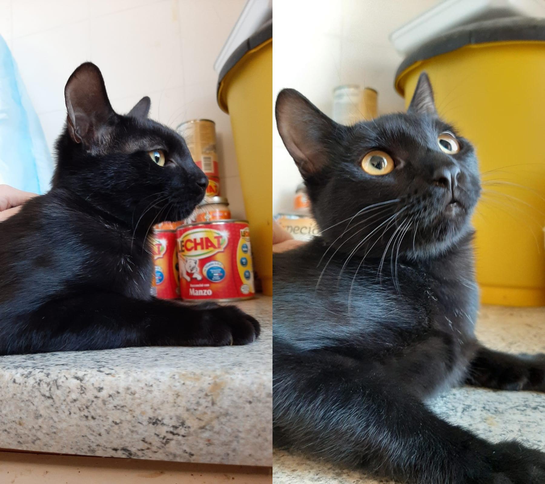 Da sinistra, le gattine Liquirizia e Circe