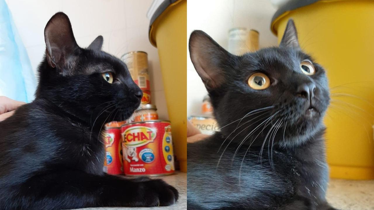 Da sinistra, le gattine Liquirizia e Circe
