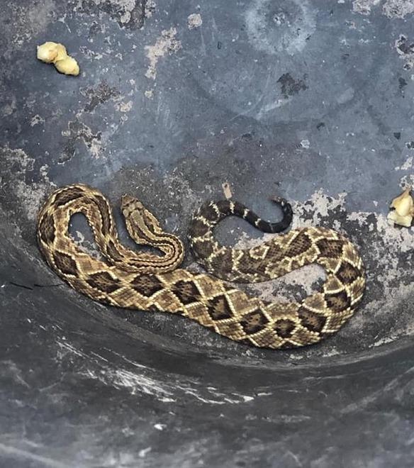 Trovato e catturato serpente velenoso 