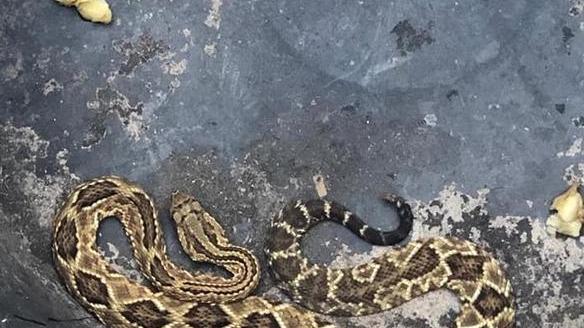 Trovato e catturato serpente velenoso