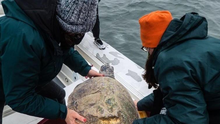 Due tartarughe salvate tornano a nuotare nel mare Liberate dopo le cure