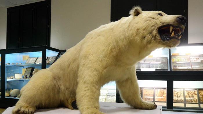 Museo di storia naturale assieme a Didò per arrivare agli studenti tramite il web