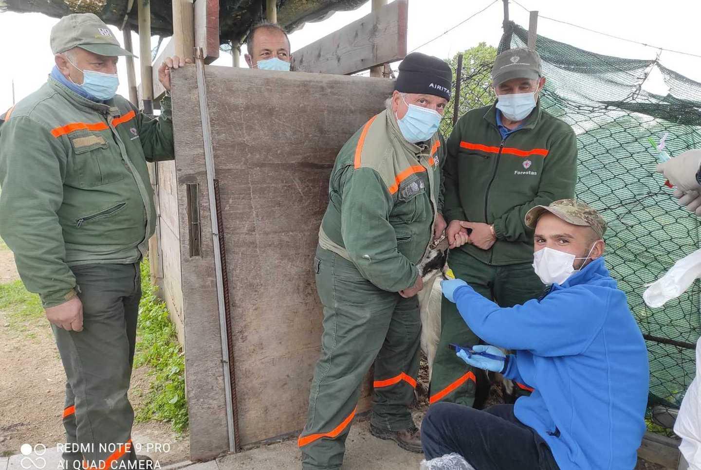 Uno studio per classificare le capre del Parco