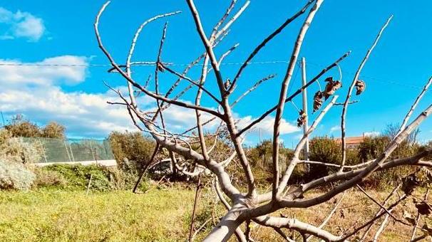 Segati oltre settanta alberi in una campagna di Castelsardo