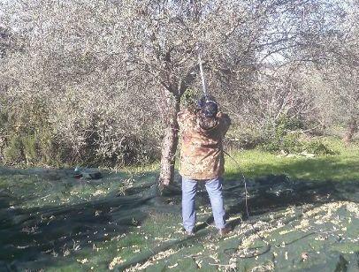 Ittiri, un’annata di qualità per l’extravergine 