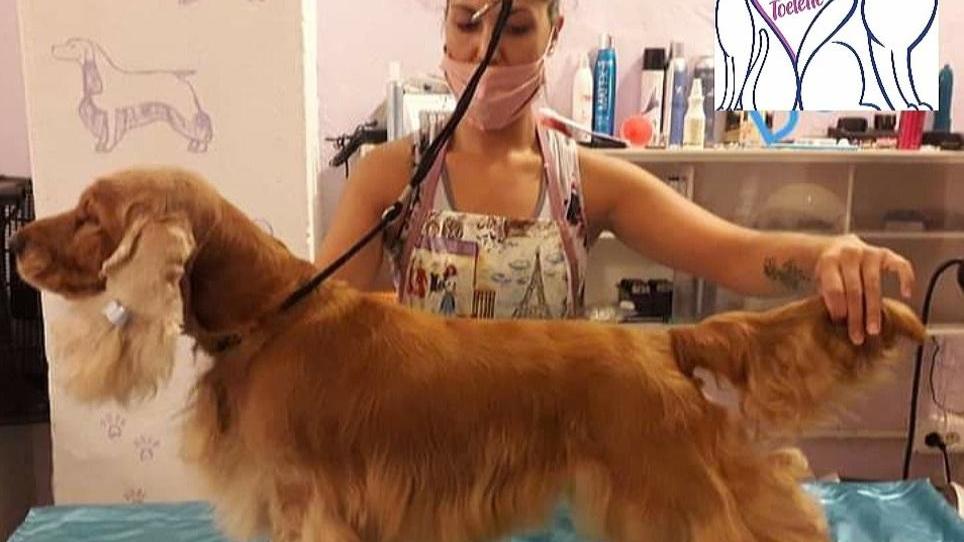 I toelettatori soddisfatti «Grazie Giani, domani possiamo riaprire»