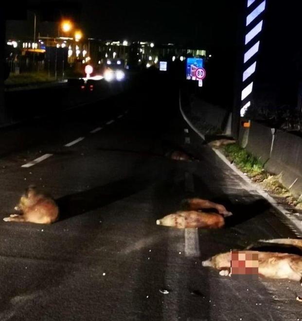 La Regione pressa Anas: rete lungo la tangenziale contro il rischio cinghiali