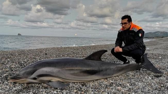 Animali: biologo, delfino sceglie di morire in spiaggia