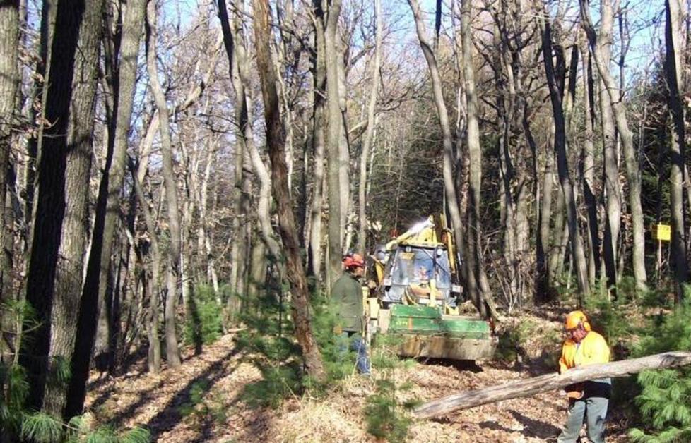 «Gestire boschi e legname è un’attività solo agricola» 