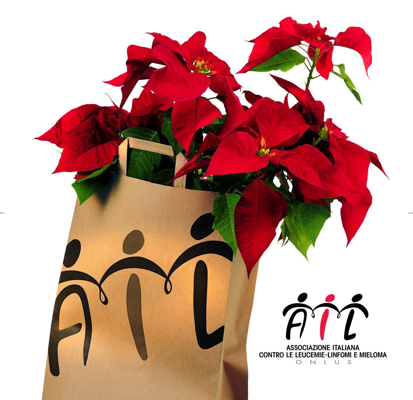 Stelle di Natale Ail oggi in vendita in piazzale Segni