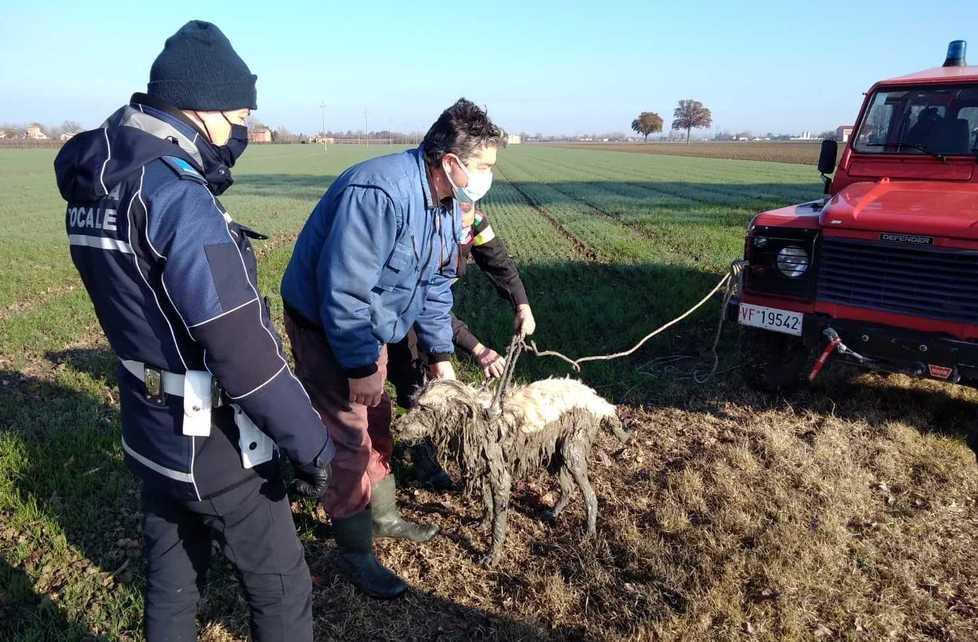 San Felice Cane bloccato nel canale Salvato in extremis 