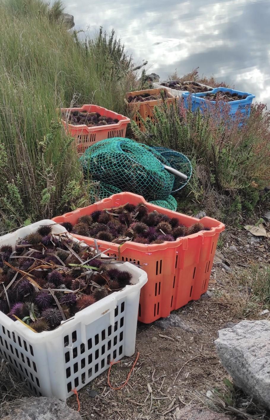 Arborea, pesca più ricci del consentito: multa da 4000 euro