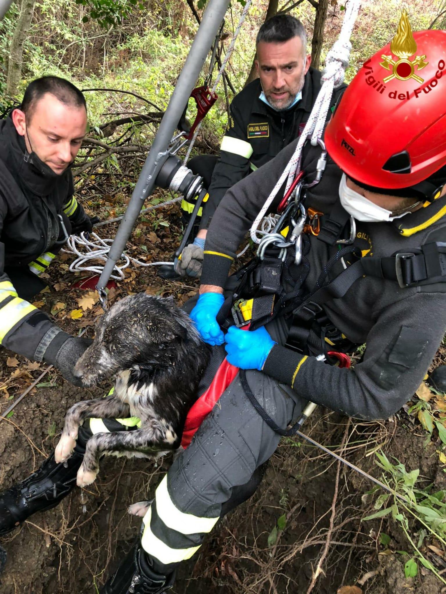 I vigili del fuoco nel momento nel quale hanno portato fuori il cane Greta dal pozzo