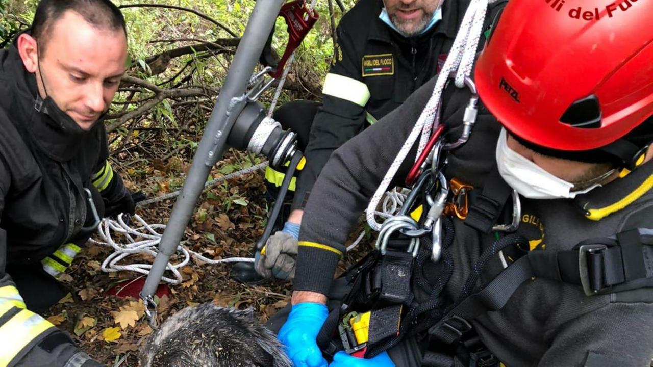 I vigili del fuoco nel momento nel quale hanno portato fuori il cane Greta dal pozzo