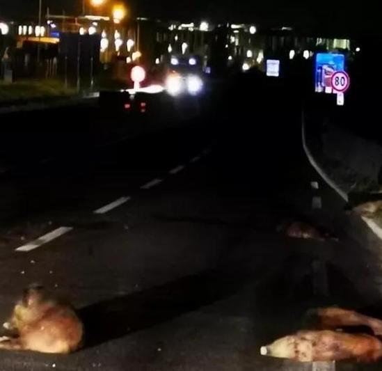 Alcuni dei cinghiali travolti e uccisi da un'auto lungo la tangenziale di Pistoia