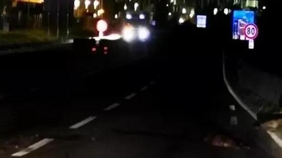 Alcuni dei cinghiali travolti e uccisi da un'auto lungo la tangenziale di Pistoia